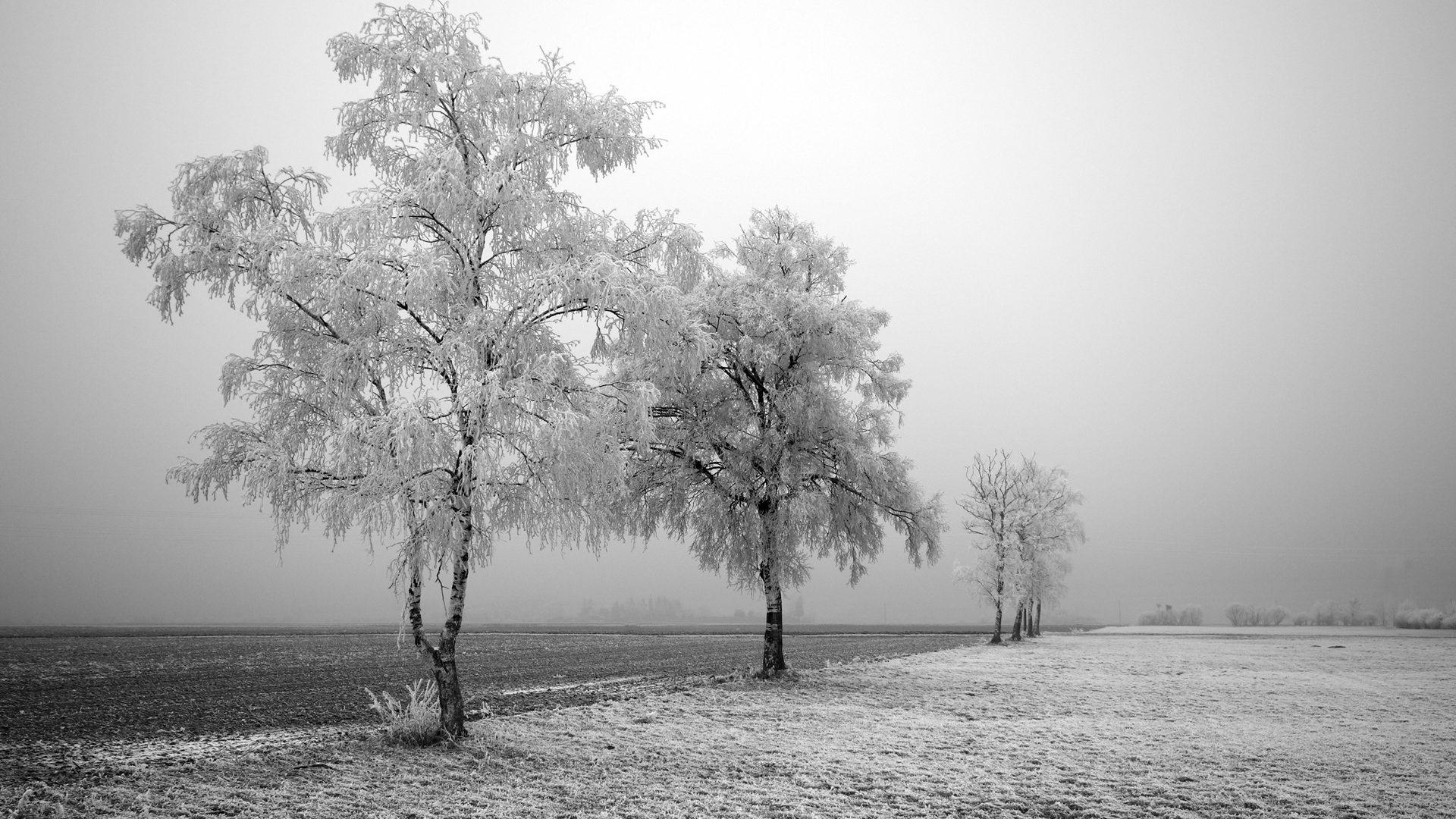 Frozen Tree Best Background Full HD1920x1080p, 1280x720p, – HD Wallpapers Backgrounds Desktop, iphone & Android Free Download